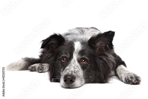 Photo: Border collie Border collie