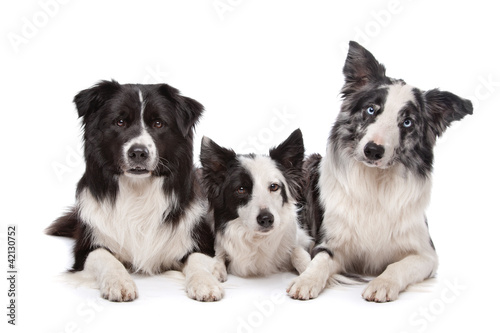 Photo: Three border collie Three border collie