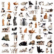 chats en studio