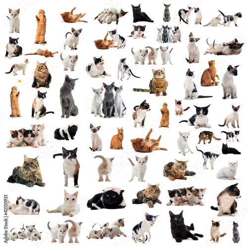 Photo: chats en studio chats en studio