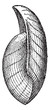 Vector: Uncites gryphus, vintage engraving Uncites gryphus, vintage engraving
