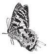 Sloane's Urania or Urania sloanus, vintage engraving