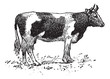 Vektor: Breton cattle breed, vintage engraving. Breton cattle breed, vintage engraving.