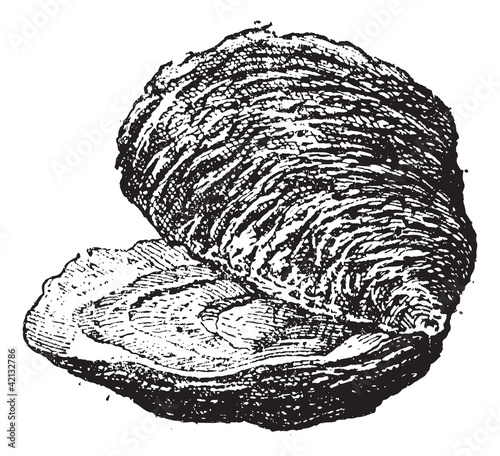 Vector: Oyster (bivalve mollusc), vintage engraving. Oyster (bivalve mollusc), vintage engraving.