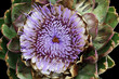 Foto: PFLANZEN_1396_Artischocke PFLANZEN_1396_Artischocke