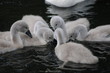 Newport Signets