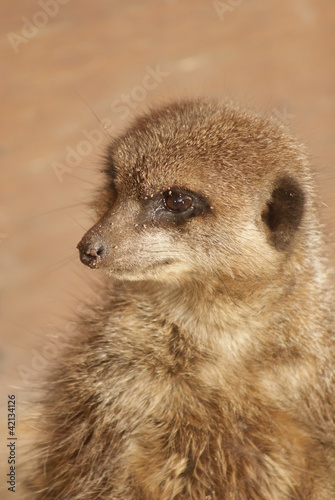 Foto: Meerkat - Suricata suricatta Meerkat - Suricata suricatta