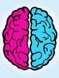 Cerveau