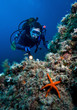 Photo: Scuba diver with red starfish Scuba diver with red starfish