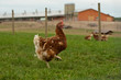 Bio-Huhn