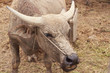 buffalo in farm