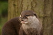 Foto: Oriental Small-clawed Otter - Aonyx Cinerea Oriental Small-clawed Otter - Aonyx Cinerea