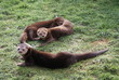 Foto: Spot-necked Otter - Hydrictis maculicollis Spot-necked Otter - Hydrictis maculicollis