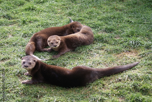 Photo: Spot-necked Otter - Hydrictis maculicollis Spot-necked Otter - Hydrictis maculicollis