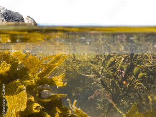 Photo: Over-under split shot of clear water in tidal pool Over-under split shot of clear water in tidal pool