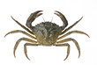 Living crab