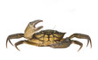 Crab