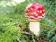 Fliegenpilz