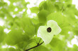 Davidia Involucrata - Common Names: Dove Tree /  Handkerchief Tr