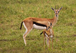 Thompson gazelle with baby in green grass