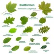 Blattformen heimischer Laubgehölze