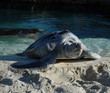 Sea Turtle Sunning