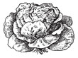 Vector: Lettuce (Lactuca sativa), vintage engraving. Lettuce (Lactuca sativa), vintage engraving.