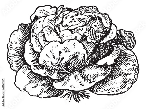 Vector: Lettuce (Lactuca sativa), vintage engraving. Lettuce (Lactuca sativa), vintage engraving.