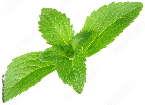 Photo: Stevia Rebaudiana, Sugar Substitute Cutout Stevia Rebaudiana, Sugar Substitute Cutout
