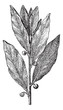 Vector: Bay Laurel or Laurus nobilis, vintage engraving Bay Laurel or Laurus nobilis, vintage engraving