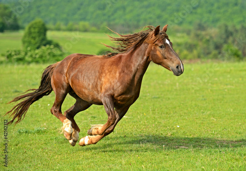 Photo: Horse Horse