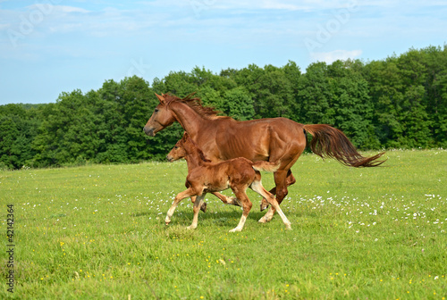 Photo: Horse Horse