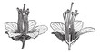 Logwood or Haematoxylum campechianum, vintage engraving