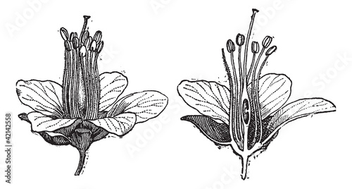 Vector: Logwood or Haematoxylum campechianum, vintage engraving Logwood or Haematoxylum campechianum, vintage engraving