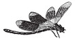 Dragonfly, vintage engraving