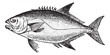 Leerfish or Lichia amia, vintage engraving