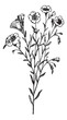 Vektor: Flax or Linum usitatissimum, vintage engraving Flax or Linum usitatissimum, vintage engraving