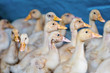 Young ducks