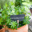 Waldmeister
