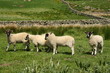 Photo: group of little lambs group of little lambs