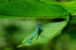 Photo: Libellula Libellula