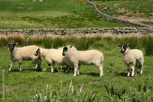 Photo: group of little lambs group of little lambs