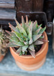 Photo: Cactus Cactus