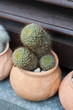 Photo: Cactus Cactus