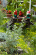 Garden dwarves