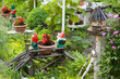Garden dwarves