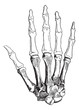 Bones of a Human Hand, vintage engraving