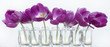 Tulpen