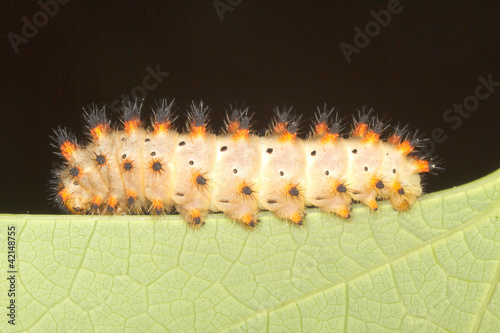 Foto: Soutern festoon butterfly caterpillar / Zerynthia polixena Soutern festoon butterfly caterpillar / Zerynthia polixena