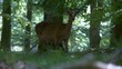 Video: damwild damwild